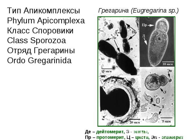 Тип Апикомплексы Phylum Apicomplexa Класс Споровики Class Sporozoa Отряд Грегарины Ordo Gregarinida