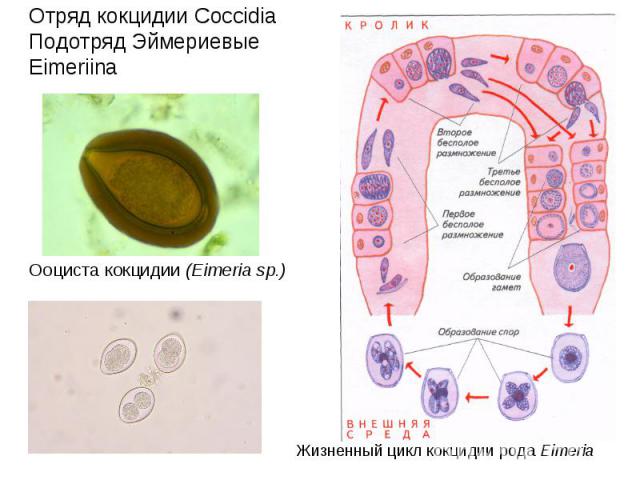 Отряд кокцидии Coccidia Подотряд Эймериевые Eimeriina