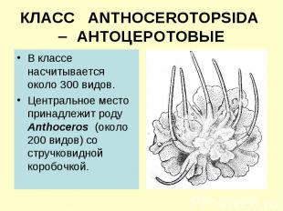 КЛАСС ANTHOCEROTOPSIDA АНТОЦЕРОТОВЫЕ В классе насчитывается около 300 видов. Цен