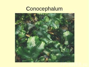 Conocephalum