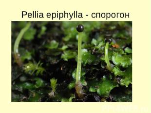 Pellia epiphylla - спорогон