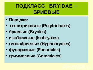 ПОДКЛАСС BRYIDAE БРИЕВЫЕ Порядки: политриховые (Polytrichales) бриевые (Bryales)