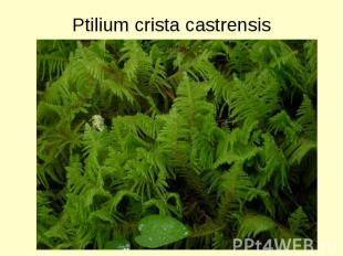 Ptilium crista castrensis