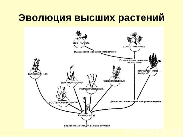 Эволюция высших растений