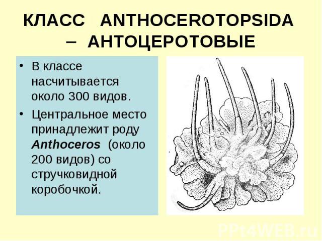 КЛАСС ANTHOCEROTOPSIDA АНТОЦЕРОТОВЫЕ В классе насчитывается около 300 видов. Центральное место принадлежит роду Anthoceros (около 200 видов) со стручковидной коробочкой.