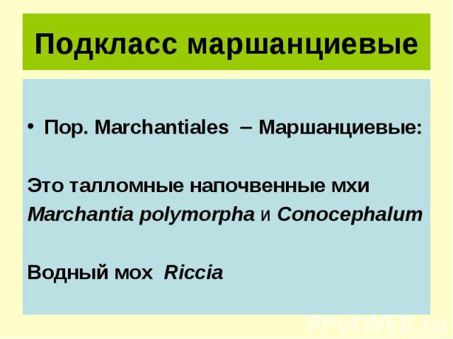 Подкласс маршанциевые Пор. Marchantiales Маршанциевые: Это талломные напочвенные мхи Marchantia polymorpha и Conocephalum Водный мох Riccia