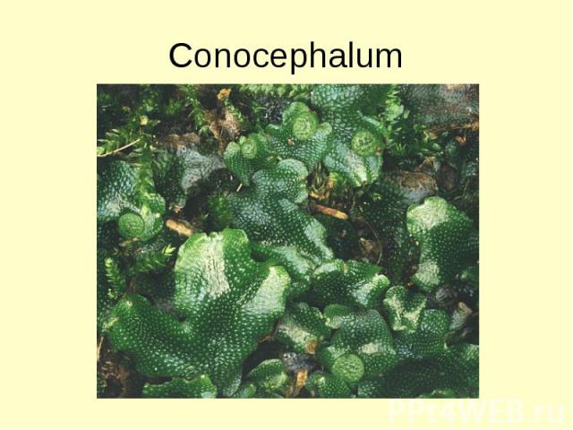 Conocephalum