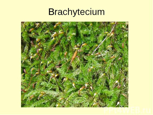 Brachytecium