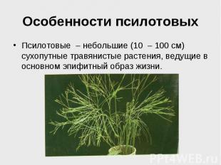 Особенности псилотовых Псилотовые небольшие (10 100 см) сухопутные травянистые р