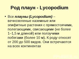 Род плаун - Lycopodium Все плауны (Lycopodium) вечнозеленые наземные или эпифитн