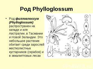 Род Phylloglossum Род филлоглоссум (Phylloglossum) распространен на западе и юге