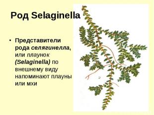Род Selaginella Представители рода селягинелла, или плаунок (Selaginella) по вне