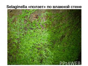 Selaginella «ползет» по влажной стене