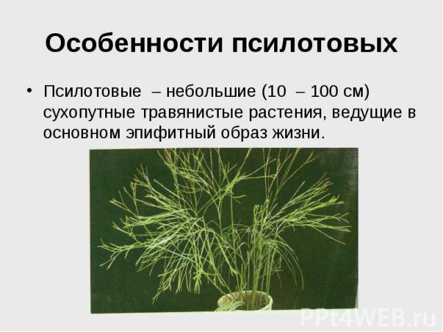 Особенности псилотовых Псилотовые небольшие (10 100 см) сухопутные травянистые растения, ведущие в основном эпифитный образ жизни.