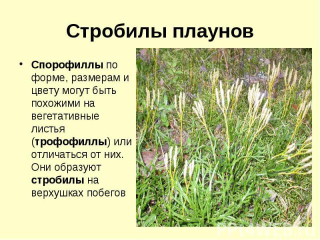 Стробилы плаунов Спорофиллы по форме, размерам и цвету могут быть похожими на вегетативные листья (трофофиллы) или отличаться от них. Они образуют стробилы на верхушках побегов