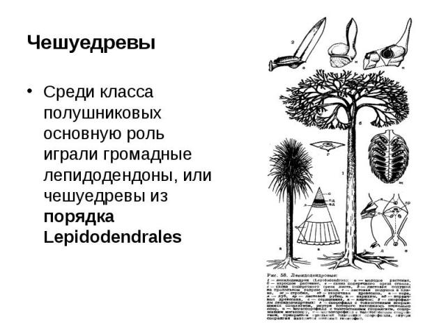 Чешуедревы Среди класса полушниковых основную роль играли громадные лепидодендоны, или чешуедревы из порядка Lepidodendrales