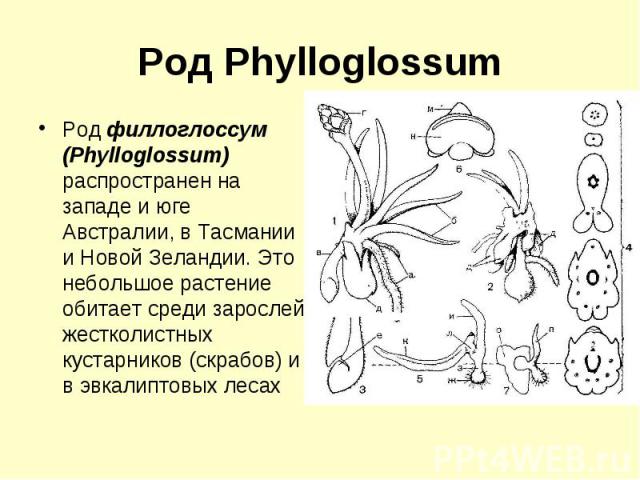 Род Phylloglossum Род филлоглоссум (Phylloglossum) распространен на западе и юге Австралии, в Тасмании и Новой Зеландии. Это небольшое растение обитает среди зарослей жестколистных кустарников (скрабов) и в эвкалиптовых лесах