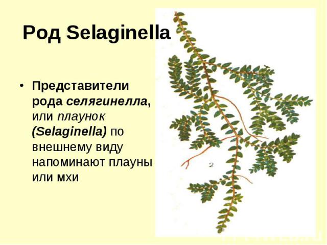 Род Selaginella Представители рода селягинелла, или плаунок (Selaginella) по внешнему виду напоминают плауны или мхи