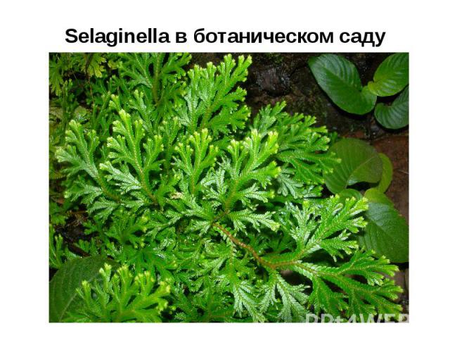 Selaginella в ботаническом саду