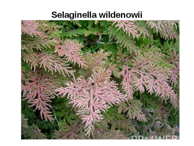 Selaginella wildenowii