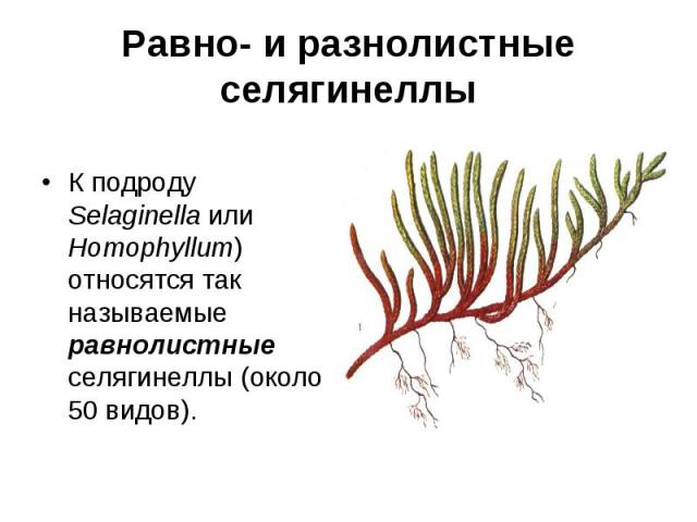 Равно- и разнолистные селягинеллы К подроду Selaginella или Homophyllum) относятся так называемые равнолистные селягинеллы (около 50 видов).