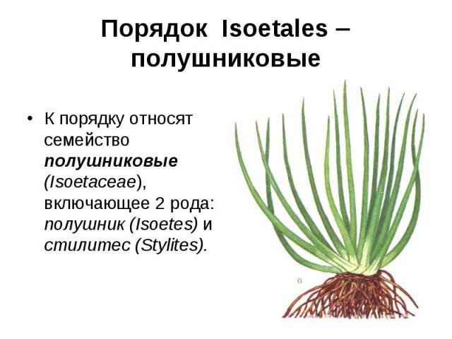 Порядок Isoetales полушниковые К порядку относят семейство полушниковые (Isoetaceae), включающее 2 рода: полушник (Isoetes) и стилитес (Stylites).