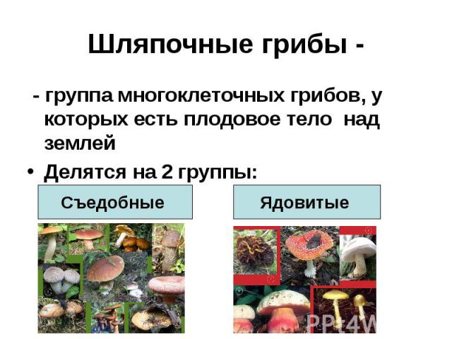 - группа многоклеточных грибов, у которых есть плодовое тело над землей - группа многоклеточных грибов, у которых есть плодовое тело над землей Делятся на 2 группы: