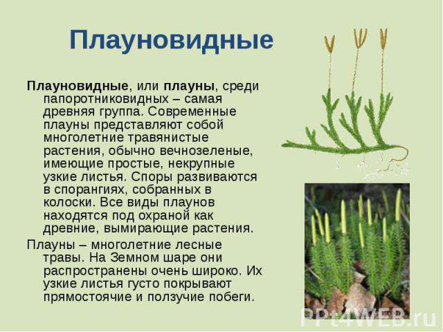 Плауновидные, или плауны, среди папоротниковидных – самая древняя группа. Современные плауны представляют собой многолетние травянистые растения, обычно вечнозеленые, имеющие простые, некрупные узкие листья. Споры развиваются в спорангиях, собр…