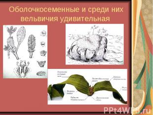 Оболочкосеменные и среди них вельвичия удивительная