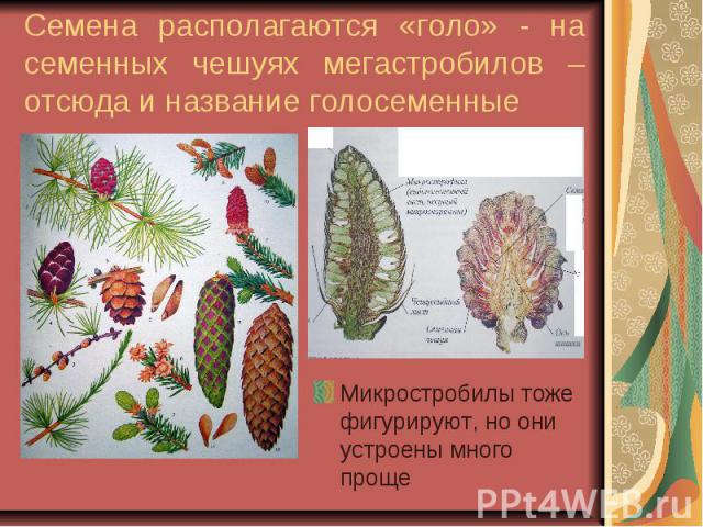 Семена располагаются «голо» - на семенных чешуях мегастробилов – отсюда и название голосеменные Микростробилы тоже фигурируют, но они устроены много проще
