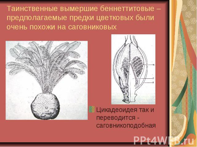 Таинственные вымершие беннеттитовые – предполагаемые предки цветковых были очень похожи на саговниковых Цикадеоидея так и переводится - саговникоподобная