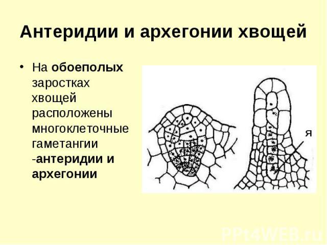 Антеридии и архегонии хвощей На обоеполых заростках хвощей расположены многоклеточные гаметангии -антеридии и архегонии