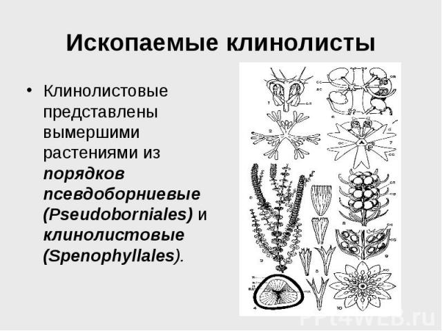 Ископаемые клинолисты Клинолистовые представлены вымершими растениями из порядков псевдоборниевые (Pseudoborniales) и клинолистовые (Spenophyllales).