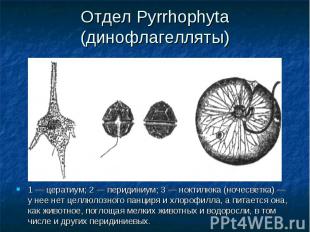 Отдел Pyrrhophyta (динофлагелляты) 1 — цератиум; 2 — перидиниум; 3 — ноктилюка (