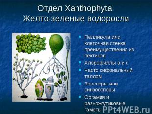 Отдел Xanthophyta Желто-зеленые водоросли Пелликула или клеточная стенка преимущ