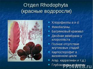 Отдел Rhodophyta (красные водоросли) Хлорофиллы a и d Фикобилины Багрянковый кра