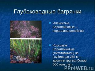 Глубоководные багрянки Членистые Кораллиновые – кораллина целебная