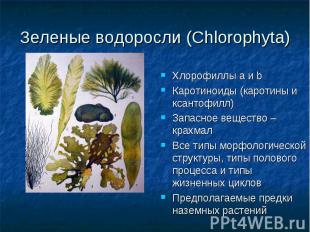 Зеленые водоросли (Chlorophyta) Хлорофиллы а и b Каротиноиды (каротины и ксантоф