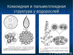 Коккоидная и пальмеллоидная структура у водорослей