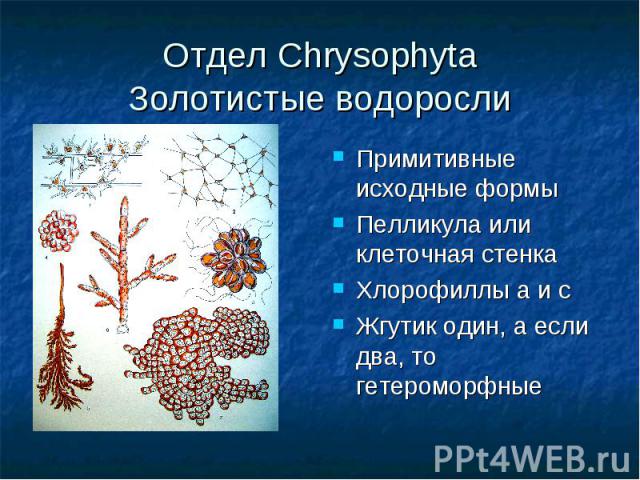 Отдел Chrysophyta Золотистые водоросли Примитивные исходные формы Пелликула или клеточная стенка Хлорофиллы а и с Жгутик один, а если два, то гетероморфные