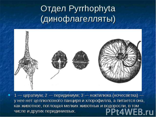 Отдел Pyrrhophyta (динофлагелляты) 1 — цератиум; 2 — перидиниум; 3 — ноктилюка (ночесветка) — у нее нет целлюлозного панциря и хлорофилла, а питается она, как животное, поглощая мелких животных и водоросли, в том числе и других перидиниевых.
