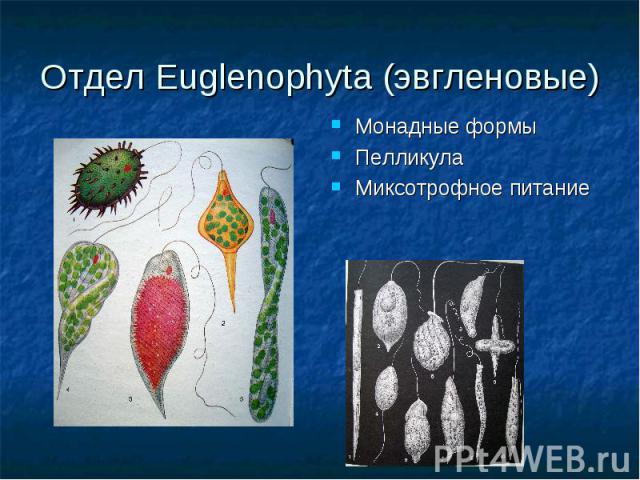 Отдел Euglenophyta (эвгленовые) Монадные формы Пелликула Миксотрофное питание