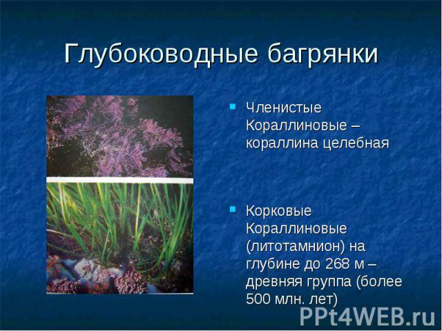 Глубоководные багрянки Членистые Кораллиновые – кораллина целебная