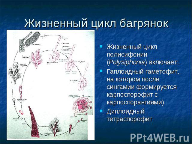 Жизненный цикл багрянок Жизненный цикл полисифонии (Polysiphonia) включает: Гаплоидный гаметофит, на котором после сингамии формируется карпоспорофит с карпоспорангиями) Диплоидный тетраспорофит