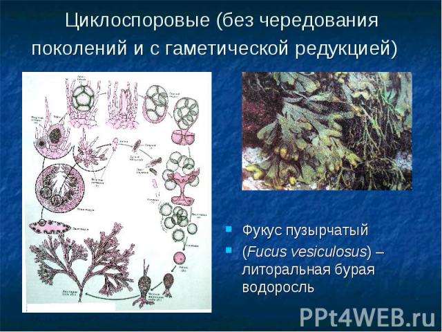 Циклоспоровые (без чередования поколений и с гаметической редукцией) Фукус пузырчатый (Fucus vesiculosus) – литоральная бурая водоросль
