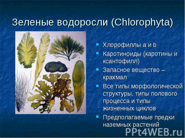 Зеленые водоросли (Chlorophyta) Хлорофиллы а и b Каротиноиды (каротины и ксантофилл) Запасное вещество – крахмал Все типы морфологической структуры, типы полового процесса и типы жизненных циклов Предполагаемые предки наземных растений