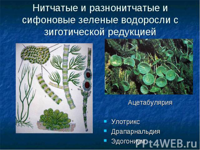 Нитчатые и разнонитчатые и сифоновые зеленые водоросли с зиготической редукцией Ацетабулярия Улотрикс Драпарнальдия Эдогониум