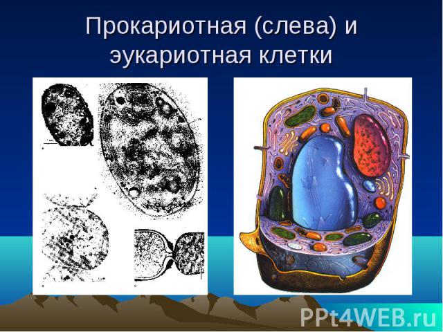 Прокариотная (слева) и эукариотная клетки