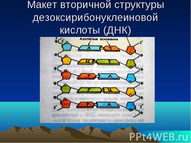 Макет вторичной структуры дезоксирибонуклеиновой кислоты (ДНК)