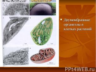 Двумембранные органеллы в клетках растений
